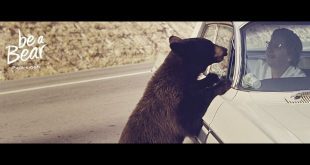 Be a Bear