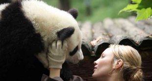 Sneezing Baby Panda