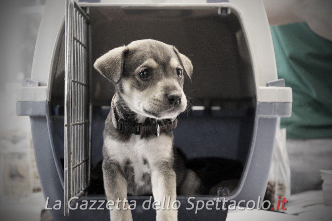 Quattrozampeinfiera
