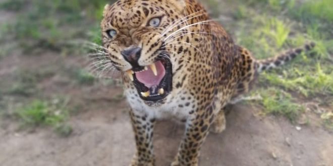 Il leopardo Shankiri