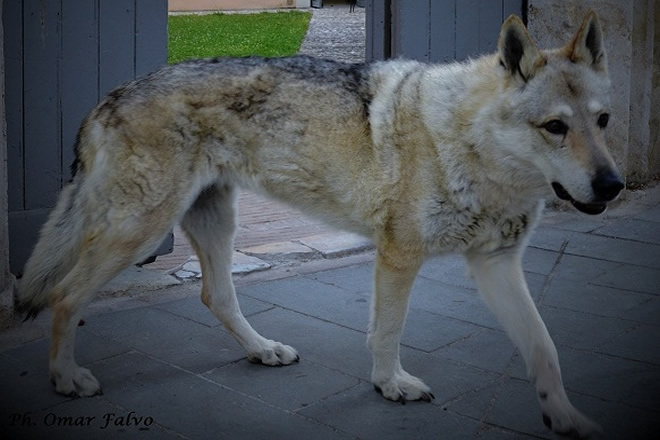 Tutti ricordano Usha, il lupo amico fedele del comandante della forestale di San Candido della fiction Un passo dal cielo 2 e 3, che compie 15 anni.