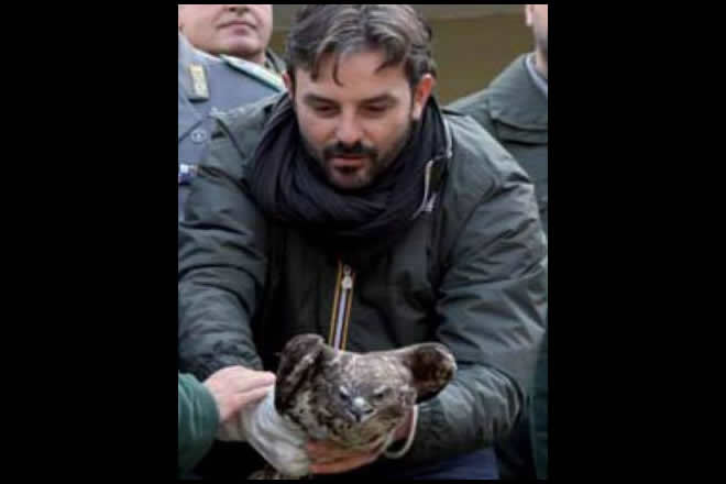 Nella foto il Dott. Luigi De Luca Bossa durante la liberazione di un falco. Foto da Facebook