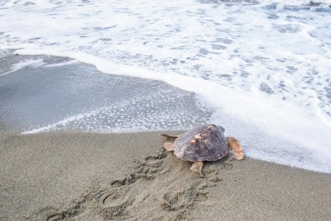 La tartaruga Tortano. Foto dal Web