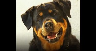 Rottweiler. Foto dal Web