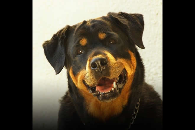 Rottweiler. Foto dal Web