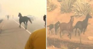 Cavallo nel fuoco per salvare la famiglia