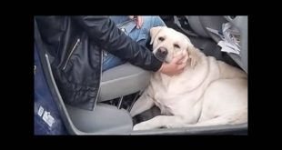 Marlene, il cucciolo di Labrador dimenticato al cimitero. Foto dal Web