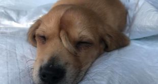 Navalo, il cane unicorno. Foto dal Web