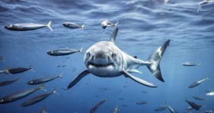 Squalo bianco in Oceano. Foto dal Web