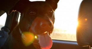 Viaggio del cane in macchina. Foto dal Web