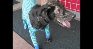 Adam, il cagnolino allergico all'uomo. Foto dal Web