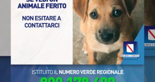 Numero verde per il pronto intervento veterinario - Regione Campania