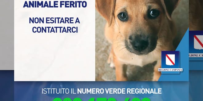 Numero verde per il pronto intervento veterinario - Regione Campania