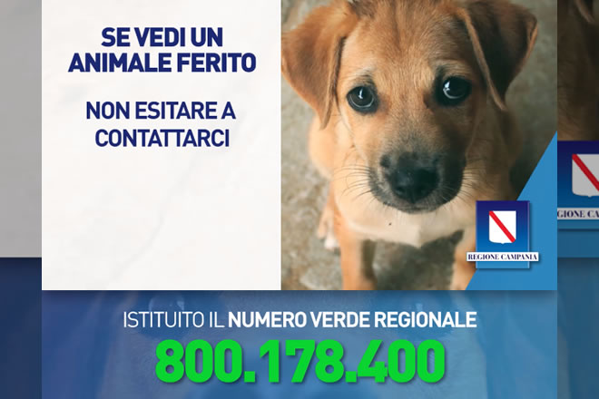 Numero verde per il pronto intervento veterinario - Regione Campania