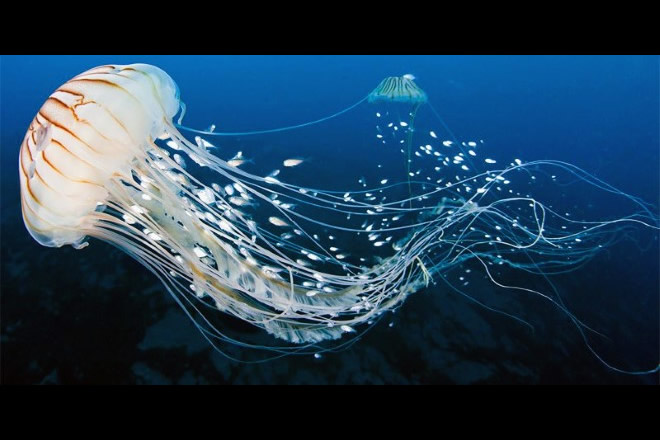 Meduse. Foto dal Web