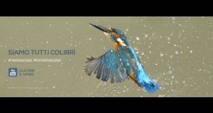 Simone Cristicchi - Siamo tutti colibri