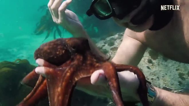 My Octopus Teacher su Netflix