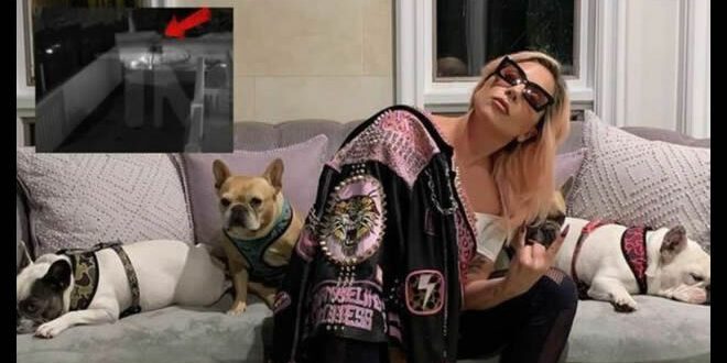 Lady Gaga con i suoi cani. Foto dal Web