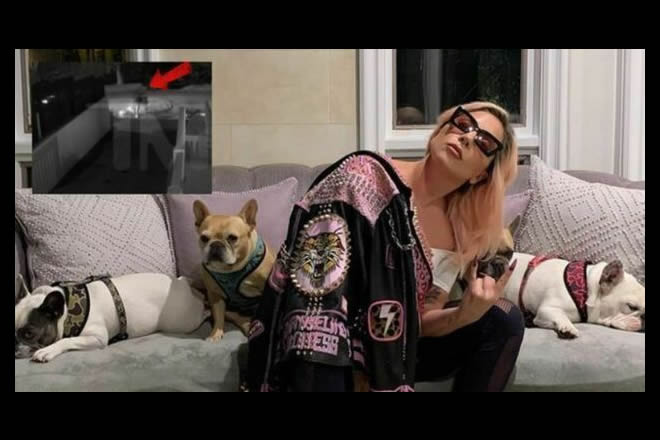 Lady Gaga con i suoi cani. Foto dal Web