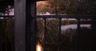Le ragnatele, allestimenti di Halloween e per il Ponte dei Morti