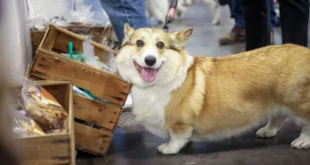 Cagnolini a Quattrozampeinfiera